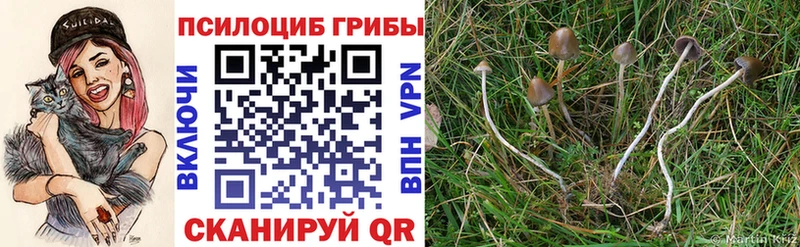 Купить закладки  Чадан  Псилоцибиновые грибы Magic Shrooms 